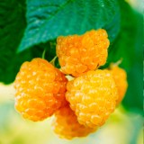 Желтый гигант7_0x160 Любимый сад